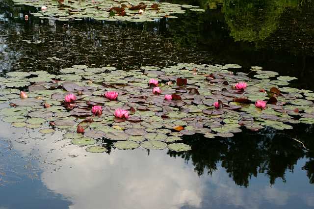 FH_VP_0066(James Brydon).JPG - Nymphaea "James Brydon"